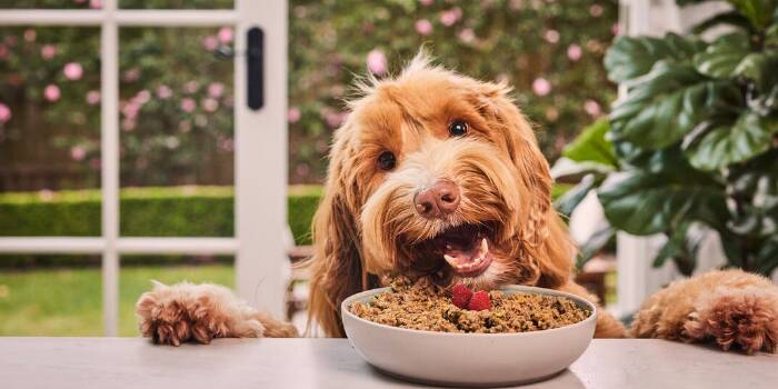 Happy dog eating pet food