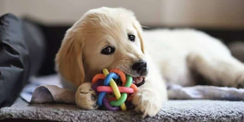 Puppy playing with a pet toy