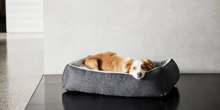 Dog laying on Snooza pet bed